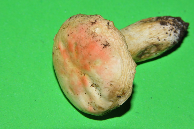 Russula misteriosa...